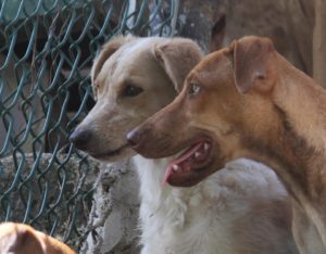 Montego Bay Animal Haven dogs