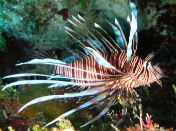 MONTEGO BAY MARINE PARK